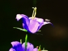 lux_028